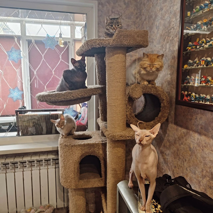 Ответ на пост «Моя лучшая фотография кота»