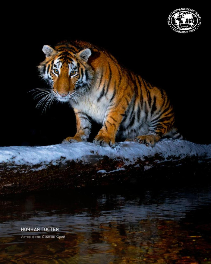 Фото: Смитюк Юрий, участник фотоконкурса «Самая красивая страна» <a href="https://pikabu.ru/story/molodaya_amurskaya_tigritsa_13497618?u=https%3A%2F%2Ft.me%2Frgo1845%2F17556&t=%D0%BE%D1%82%D1%81%D1%8E%D0%B4%D0%B0&h=f93a313d2ebe7bf114e792c772b7a51bec02929b" title="https://t.me/rgo1845/17556" target="_blank" rel="nofollow noopener">отсюда</a>