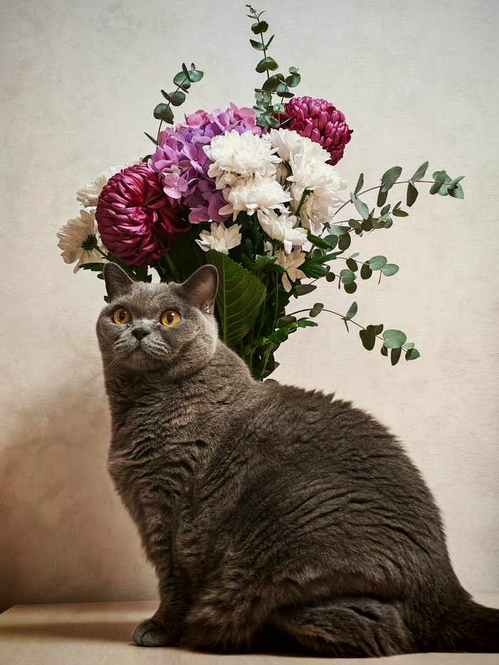 Ответ на пост «Моя лучшая фотография кота»