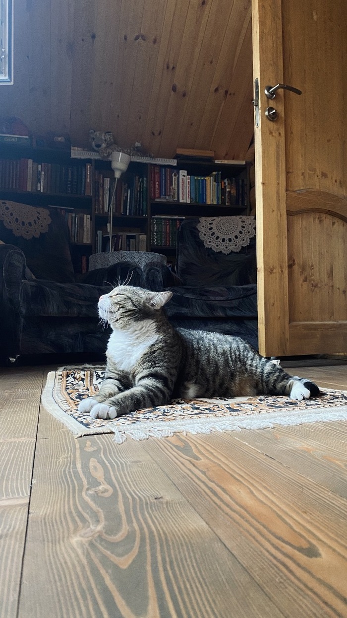 Моя лучшая фотография кота