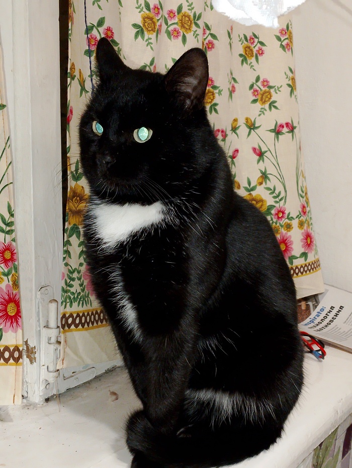 Ответ на пост «Моя лучшая фотография кота»