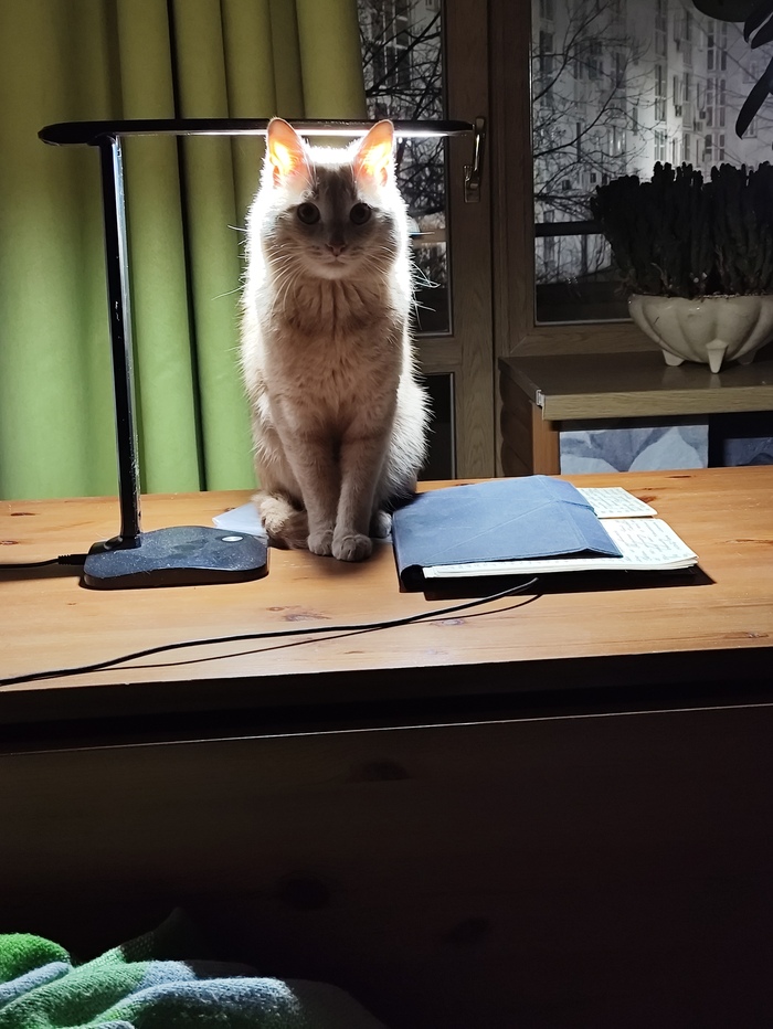 Ответ на пост «Моя лучшая фотография кота»