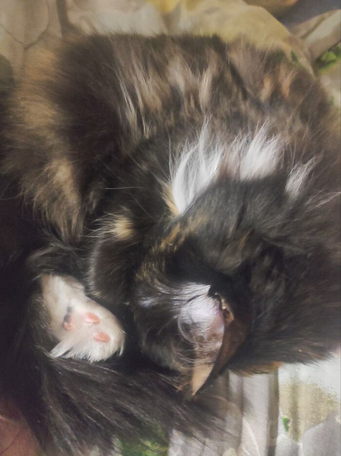 Ответ на пост «Моя лучшая фотография кота»