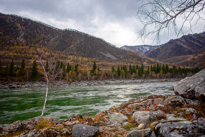 Среди камней на берегу растут горные берёзки.