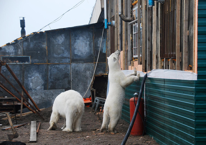 Из-за потепления медведи стали частыми гостями в деревнях. Для того, чтобы отпугнуть животное достаточно просто пошуметь. Медведи - умные звери, они не будут связываться с тем, чего они не знают.