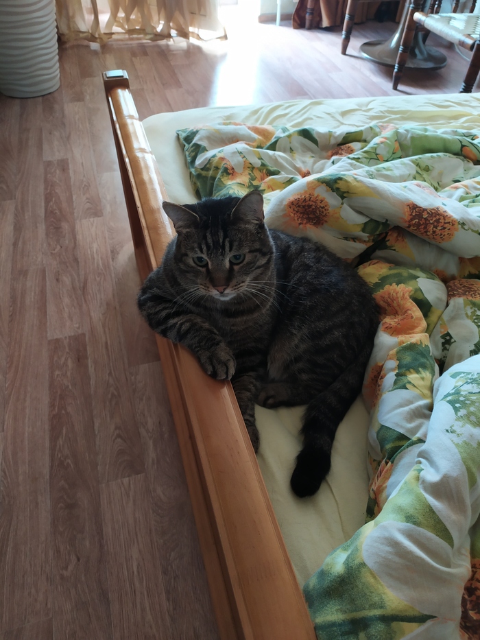 Ответ на пост «Моя лучшая фотография кота»