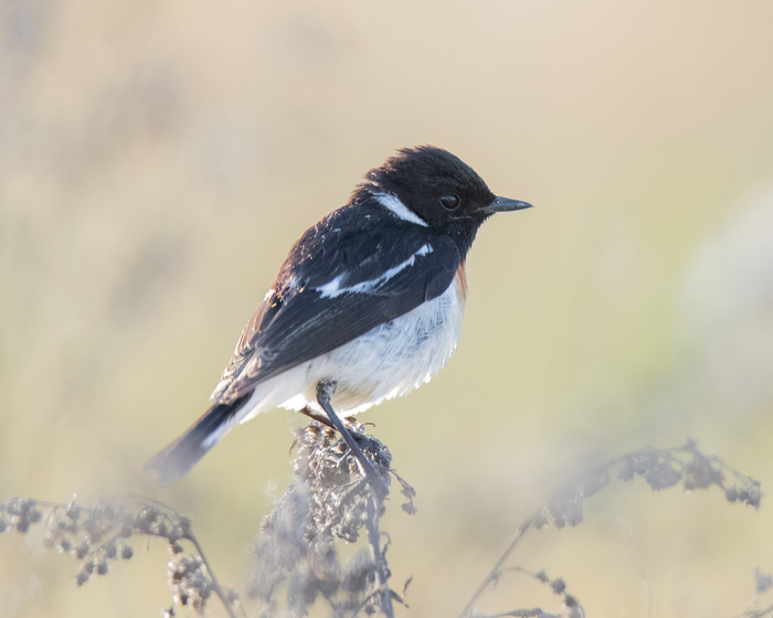 Черноголовый чекан