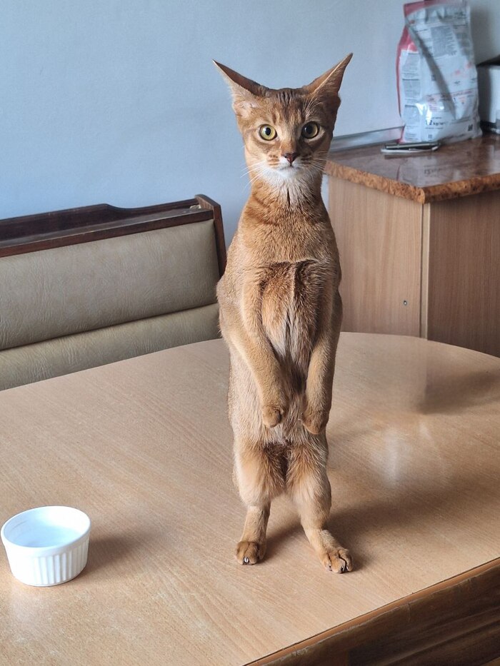 Моя лучшая фотография кошки