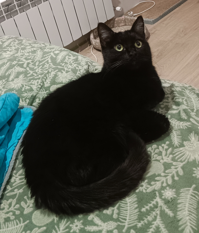 Мышь? Белка? Призрак?