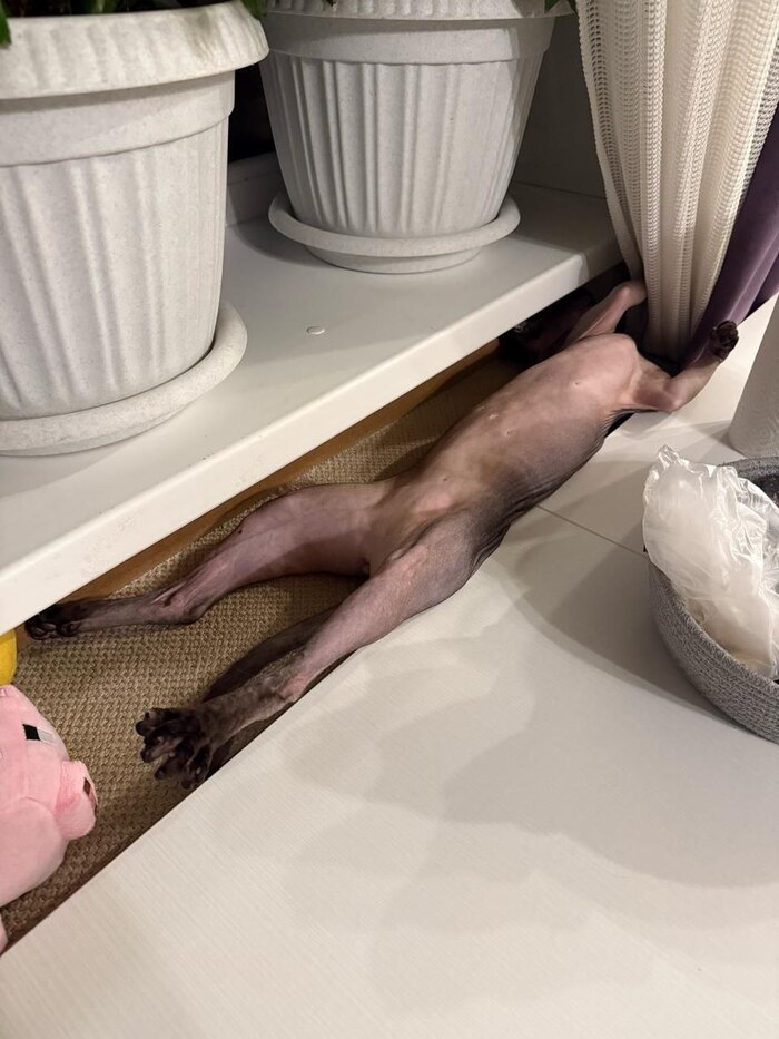 Ответ на пост «Моя лучшая фотография кота»