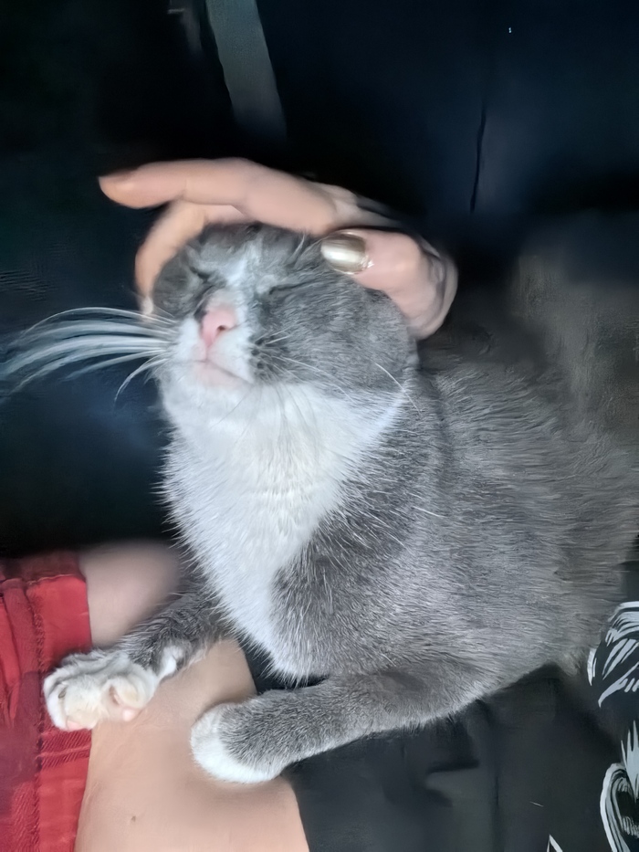 Ответ Redman305 в «Моя лучшая фотография кота»