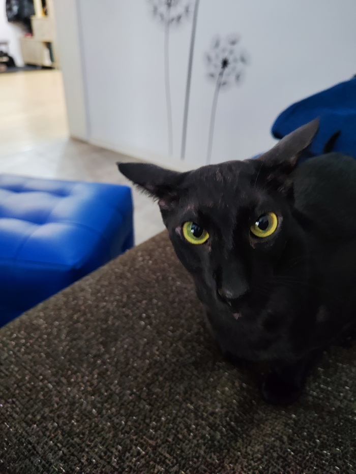 Ответ на пост «Моя лучшая фотография кота»