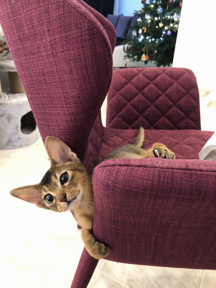 Котёнок Сенька, на момент фото 3 месяца.