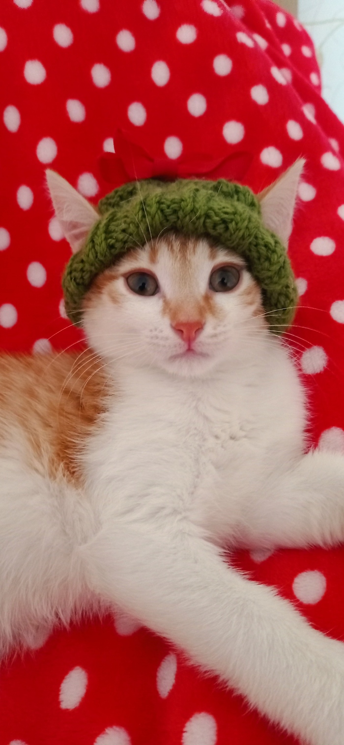 Ответ DagnirNaz в «Моя лучшая фотография кота»