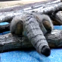 Сообщество - Манул