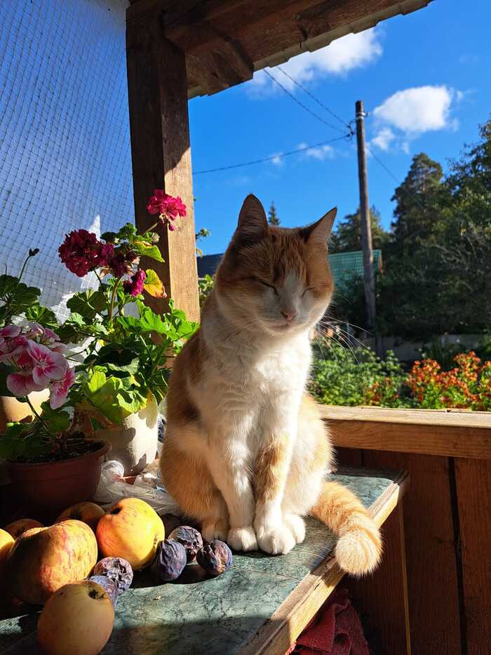 Ответ на пост «Моя лучшая фотография кота»