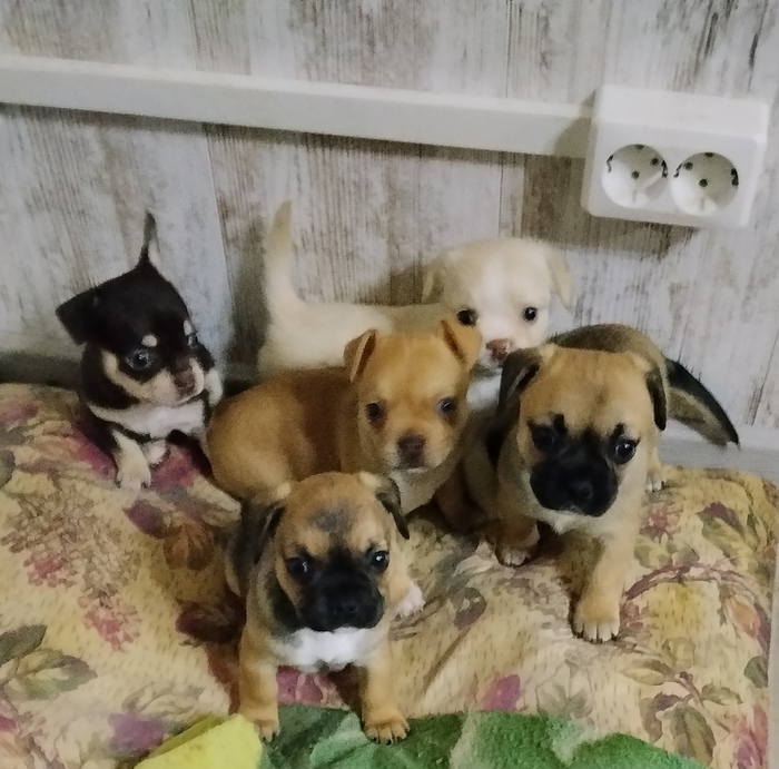 Мои малыши-карандаши