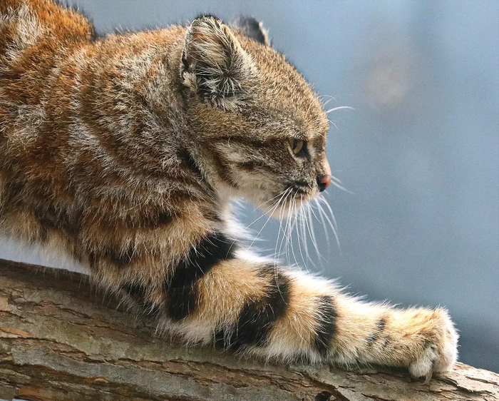 ���������� ����� �������