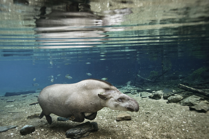 Тапиры способны провести под водой несколько минут. А если воздуха им не хватит — они используют хобот, как трубку для дыхания!