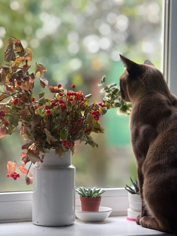 Ответ на пост «Моя лучшая фотография кота»