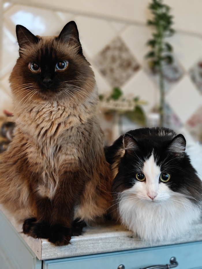 Лучшее фото кота 2025. Котов