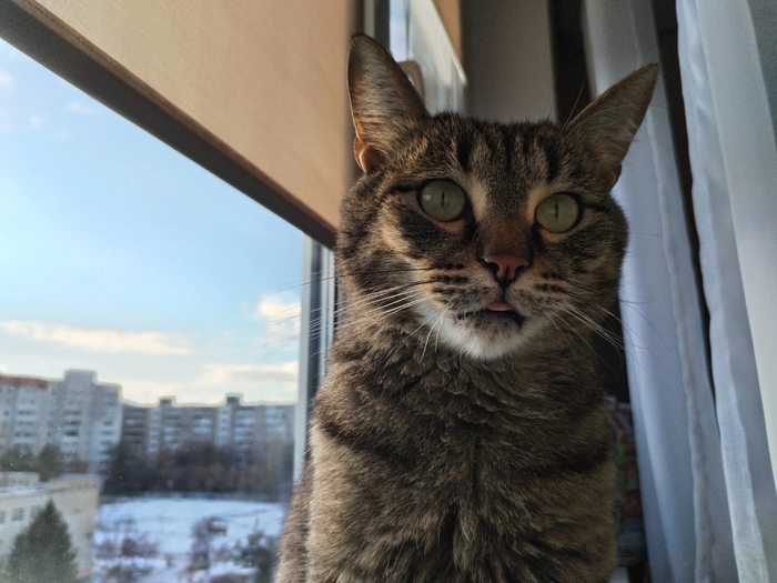 Ответ Koshache.podvore в «Моя лучшая фотография кота»