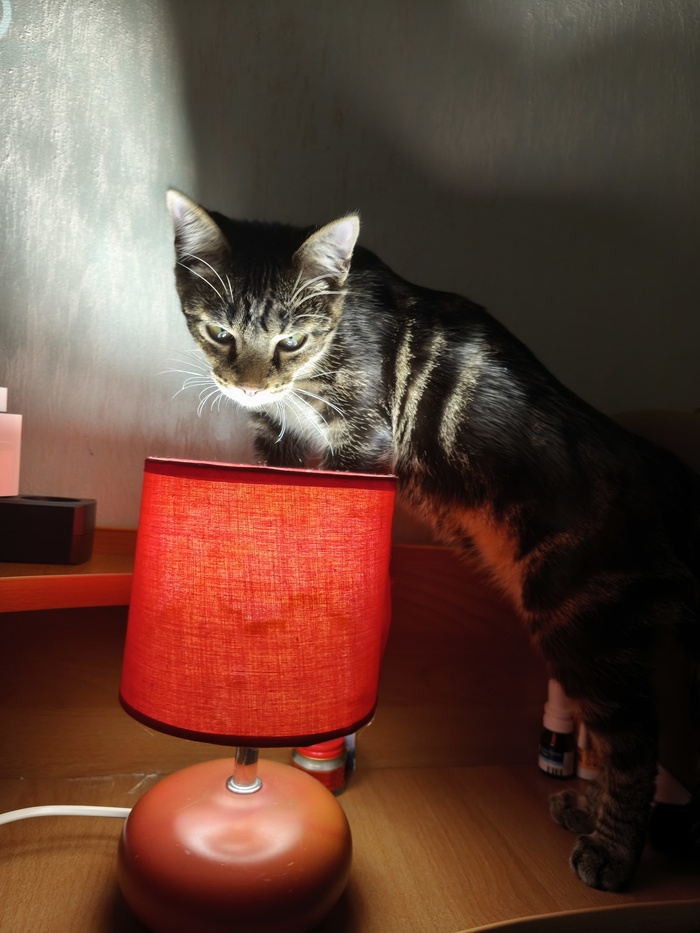 Моя лучшая фотография кота