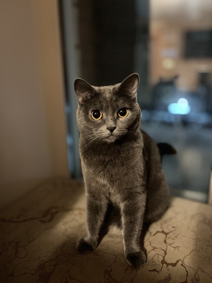 Моя кошка Сосулька