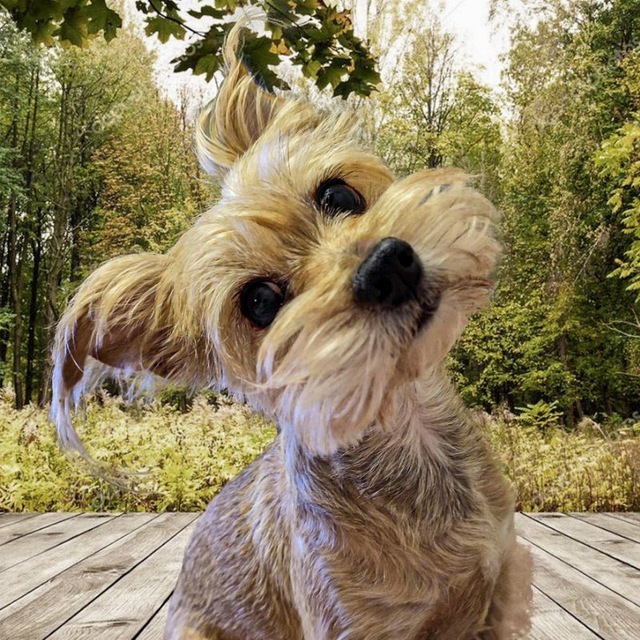 Моё лучшее фото собаки