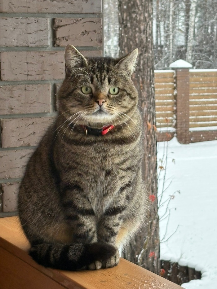 А это фото моего кота