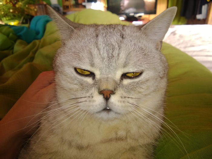 "Подтвердите, что вы пикабушник, добавив фото кота"