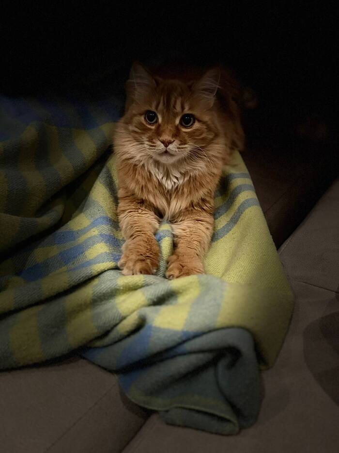 Достойное фото моего кота. 10 лет товарищу