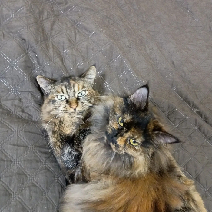 Ответ на пост «Моя лучшая фотография кота»