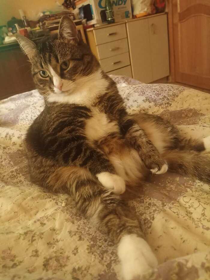 На волне Котов)