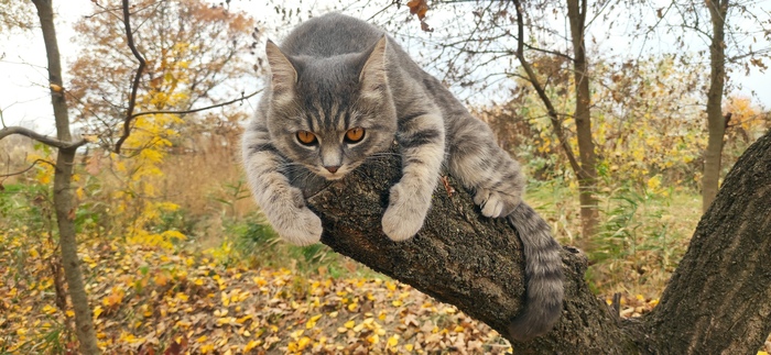 Моё лучшее фото кота