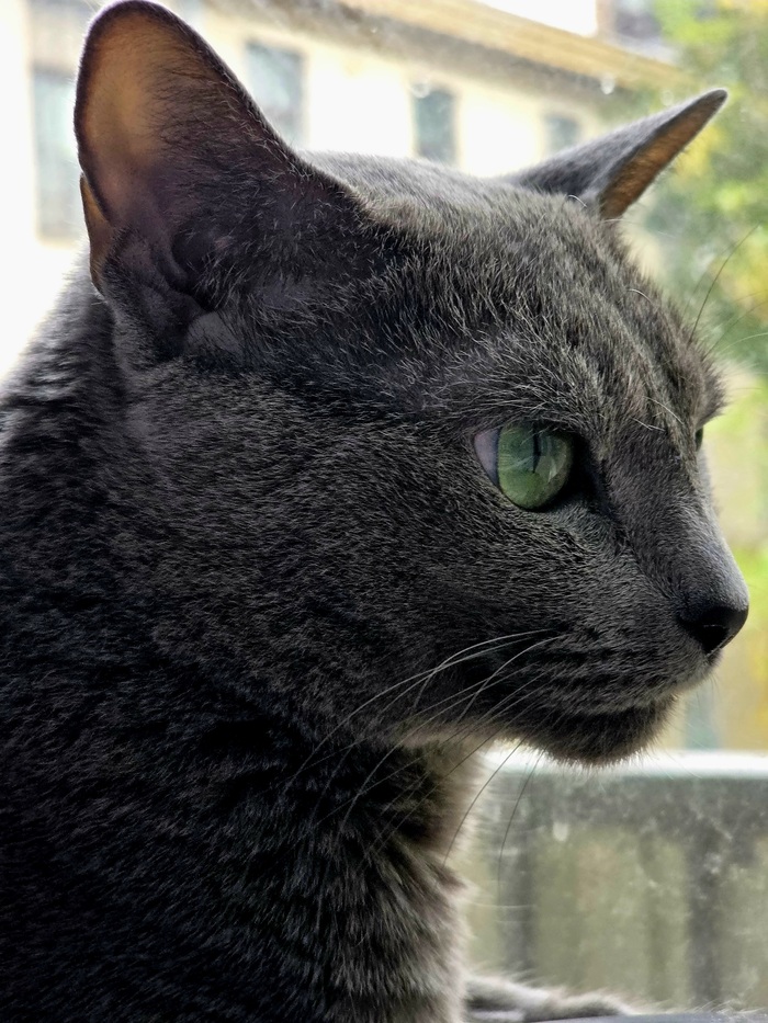 Ответ на пост «А это фото моего кота»