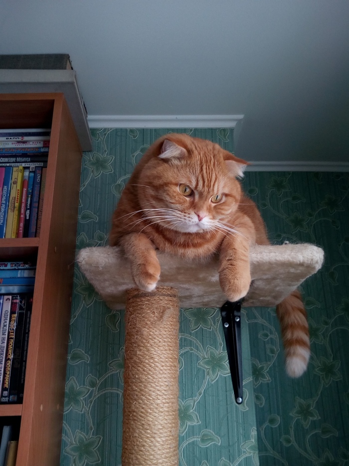 Ответ на пост «Моя лучшая фотография кота»