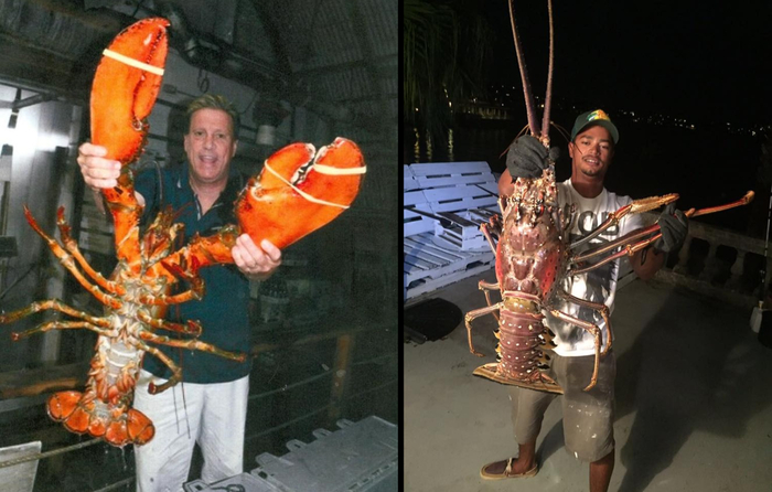 Слева — омар. Справа — лангуст. Справедливости ради, оба — просто огромные!