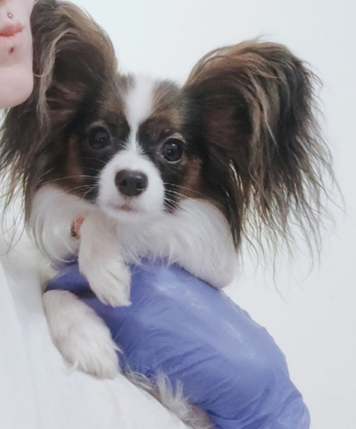 СРОЧНО!! ПЕРМЬ!!ПОТЕРЯЛАСЬ СОБАКА