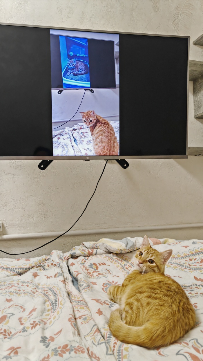 Ответ на пост «Моя лучшая фотография кота»