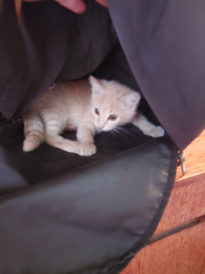 Раз все котов постят. То и я