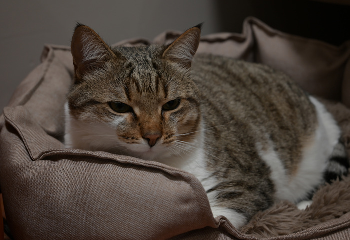 Мое лучшее фото кота