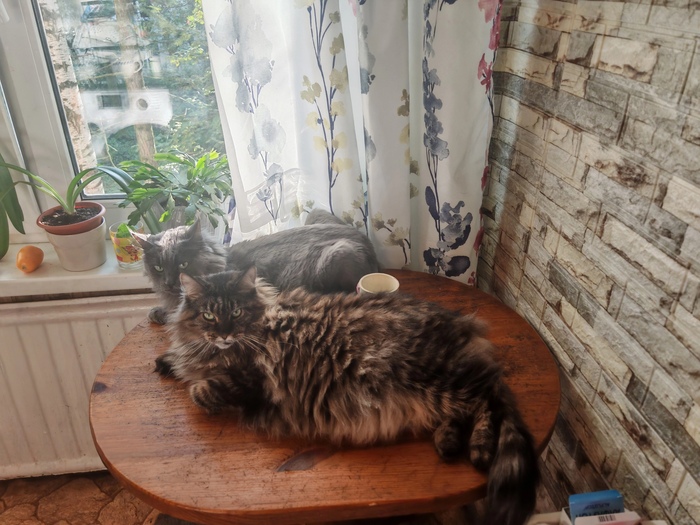 И своих кошек покажу