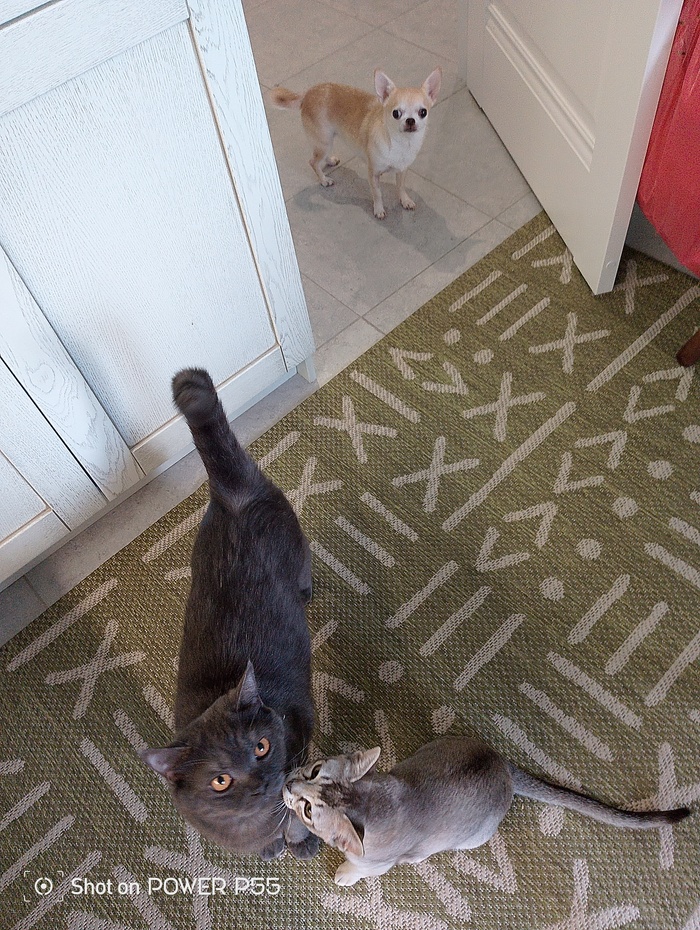 Ответ на пост "Моя лучшая фотография кота"