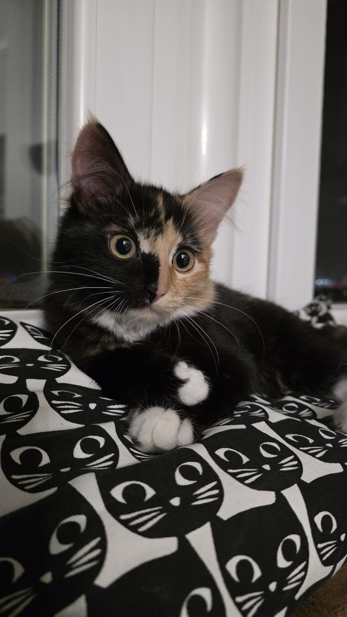 ���������, ����� ����