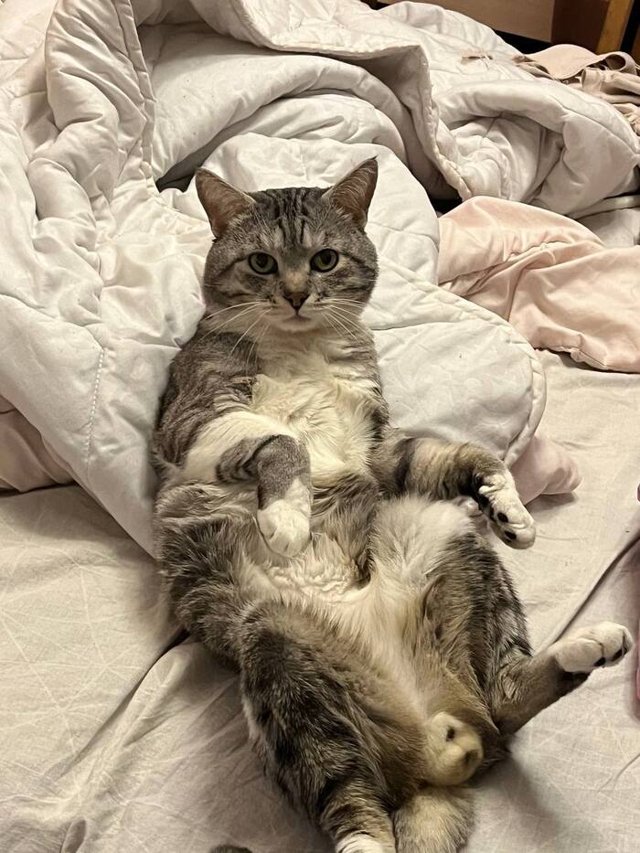 Памяти моего кота. Бакс...