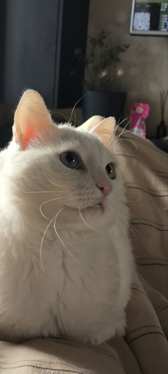 Касперон мой))