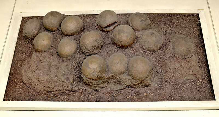 Гнездо яиц завропода