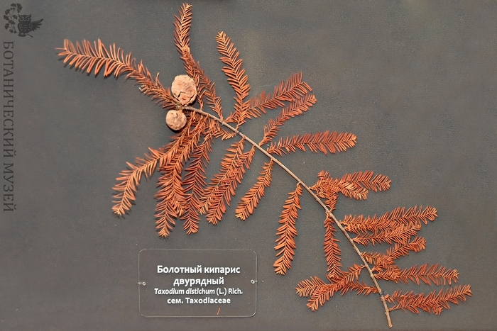 Гербарий таксодиума двурядного в экспозиции Ботанического музея БИН РАН.