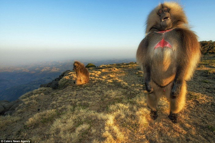 Ни стыда, ни совести! Вся грудь напоказ!